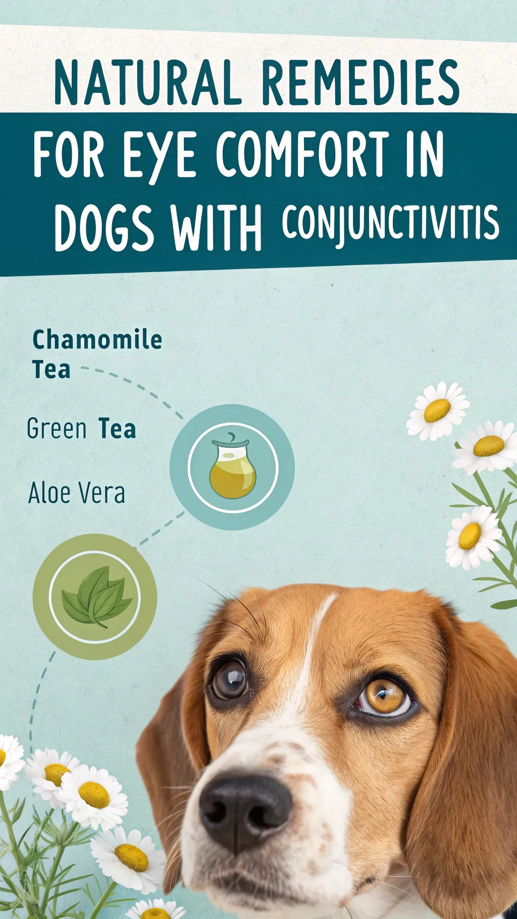 Natural remedies for conjunctivitis and eye comfort in dogs