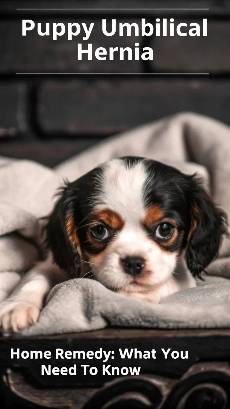 Home remedy guidance for a puppy's umbilical hernia
