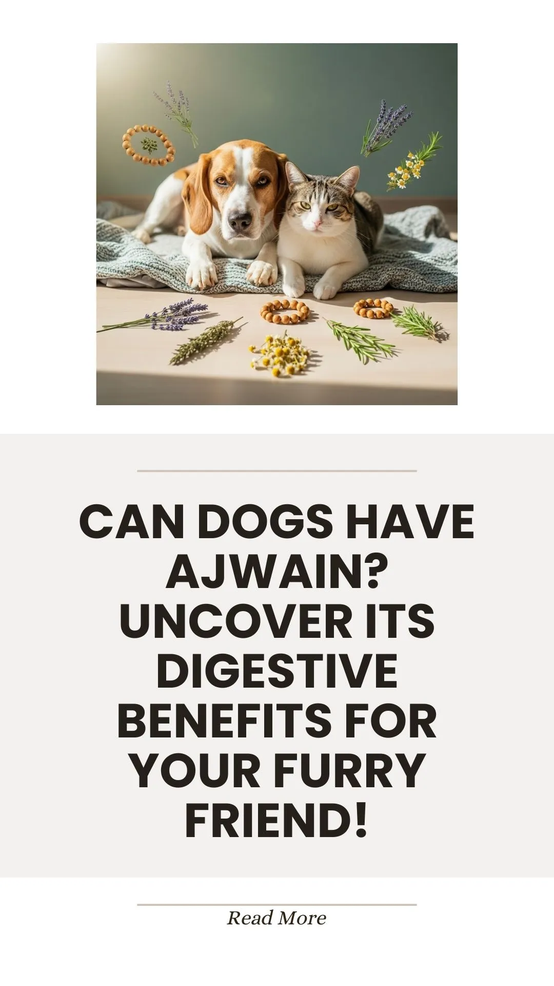 Ajwain seeds and digestive benefits for dogs