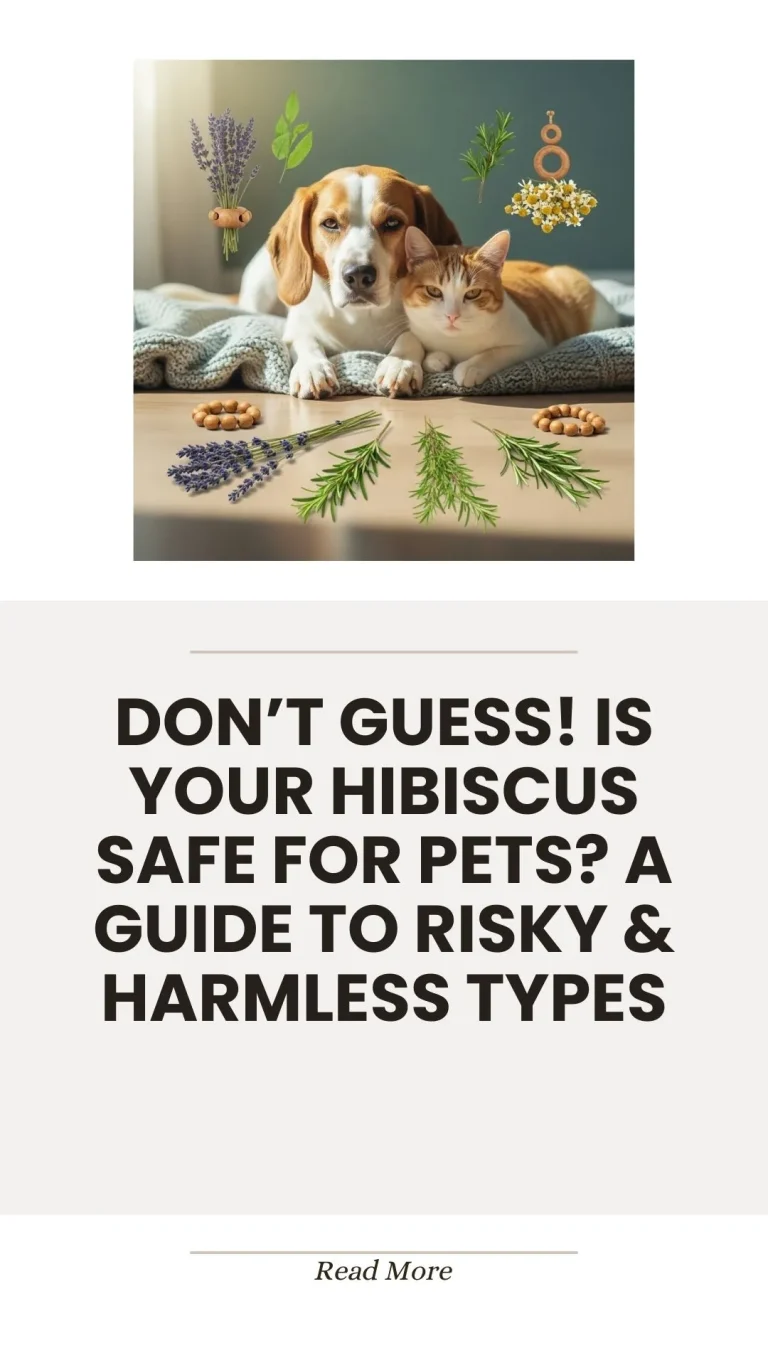 Hibiscus plant safety for dogs and cats