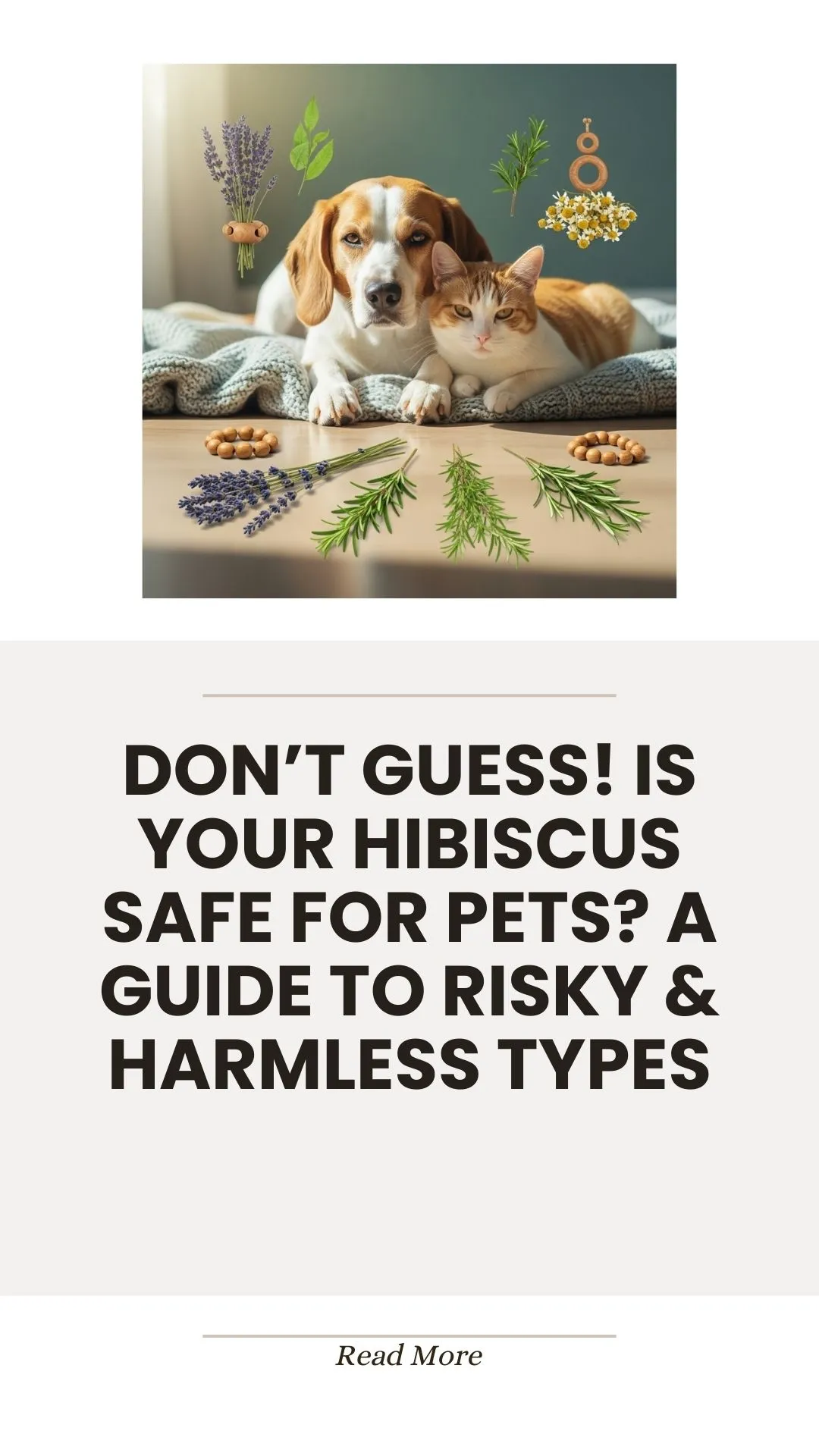 Hibiscus plant safety for dogs and cats