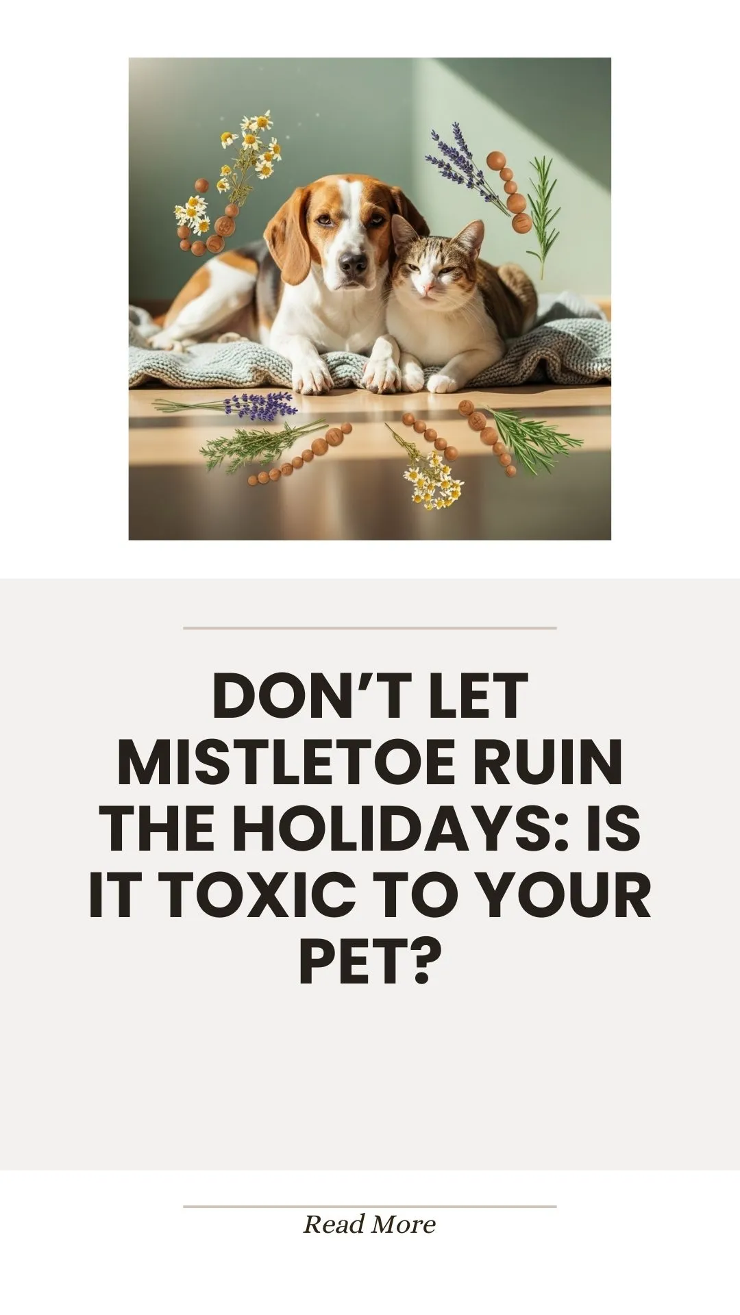 Mistletoe plant toxicity risk for pets