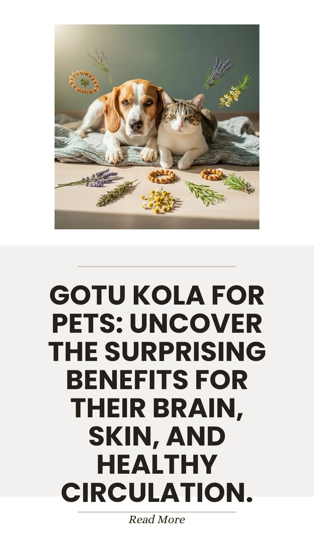 Gotu kola herb for pet brain, skin, and circulation health