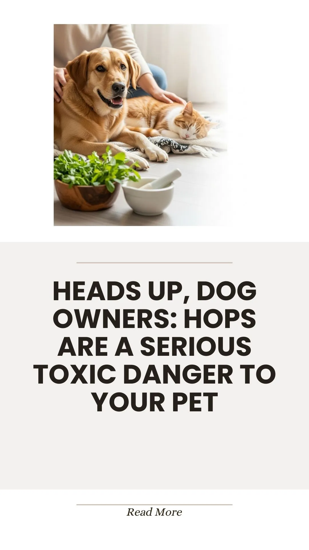 Hops plant toxicity danger for dogs