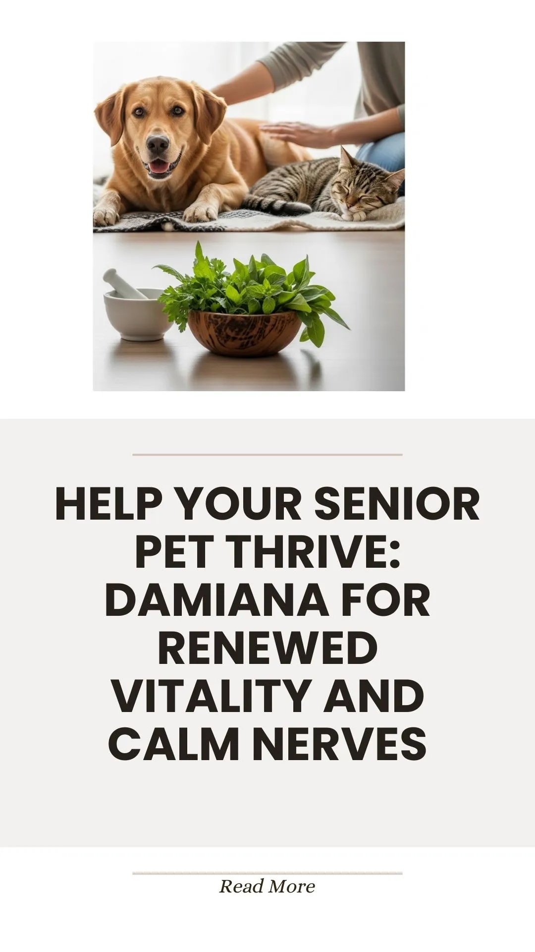 Damiana herb for senior pet vitality and calm