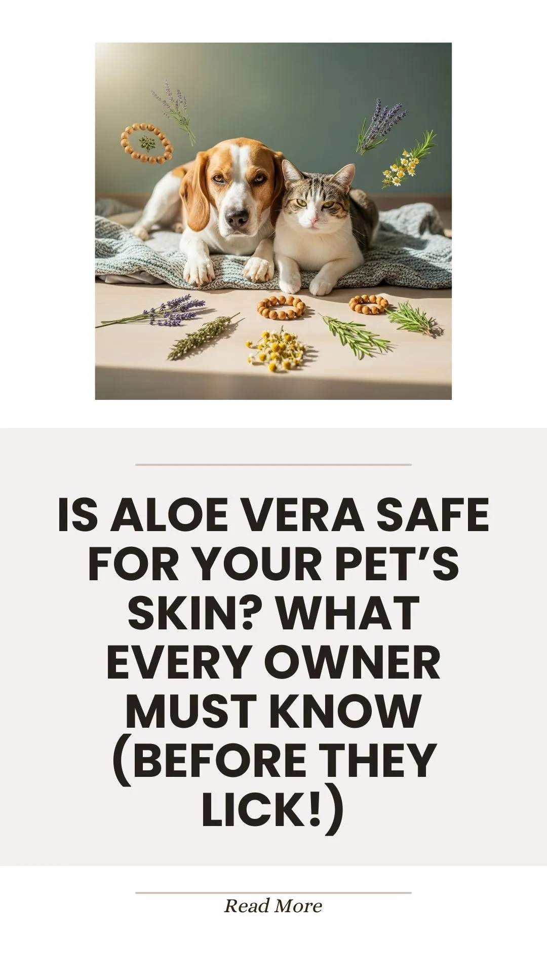 Aloe vera plant and safety for pet skin