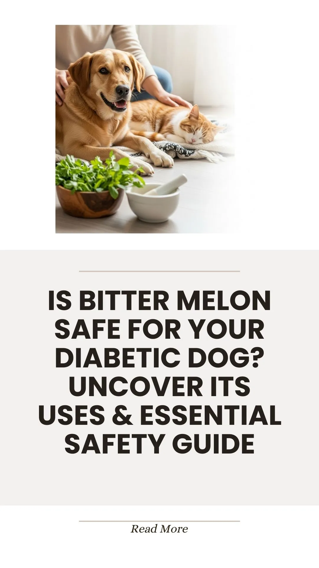 Bitter melon and safety for diabetic dogs