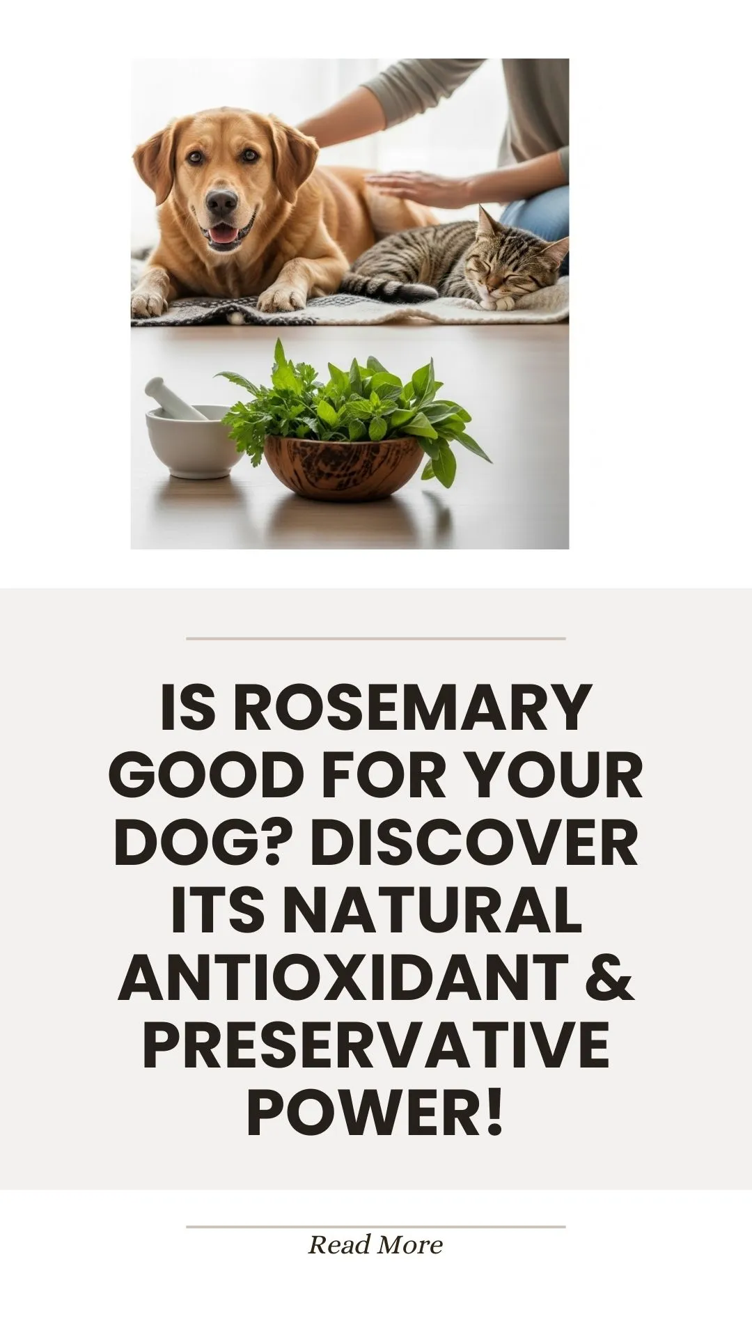 Rosemary herb antioxidant benefits for dogs