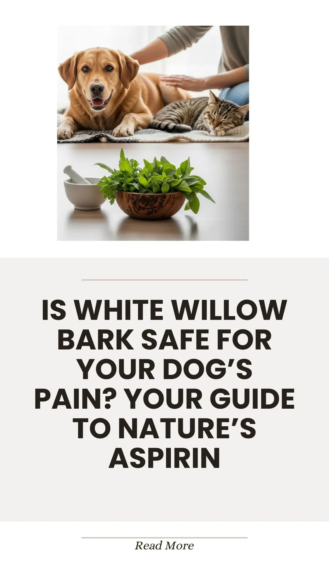 White willow bark, nature's aspirin, for dog pain relief