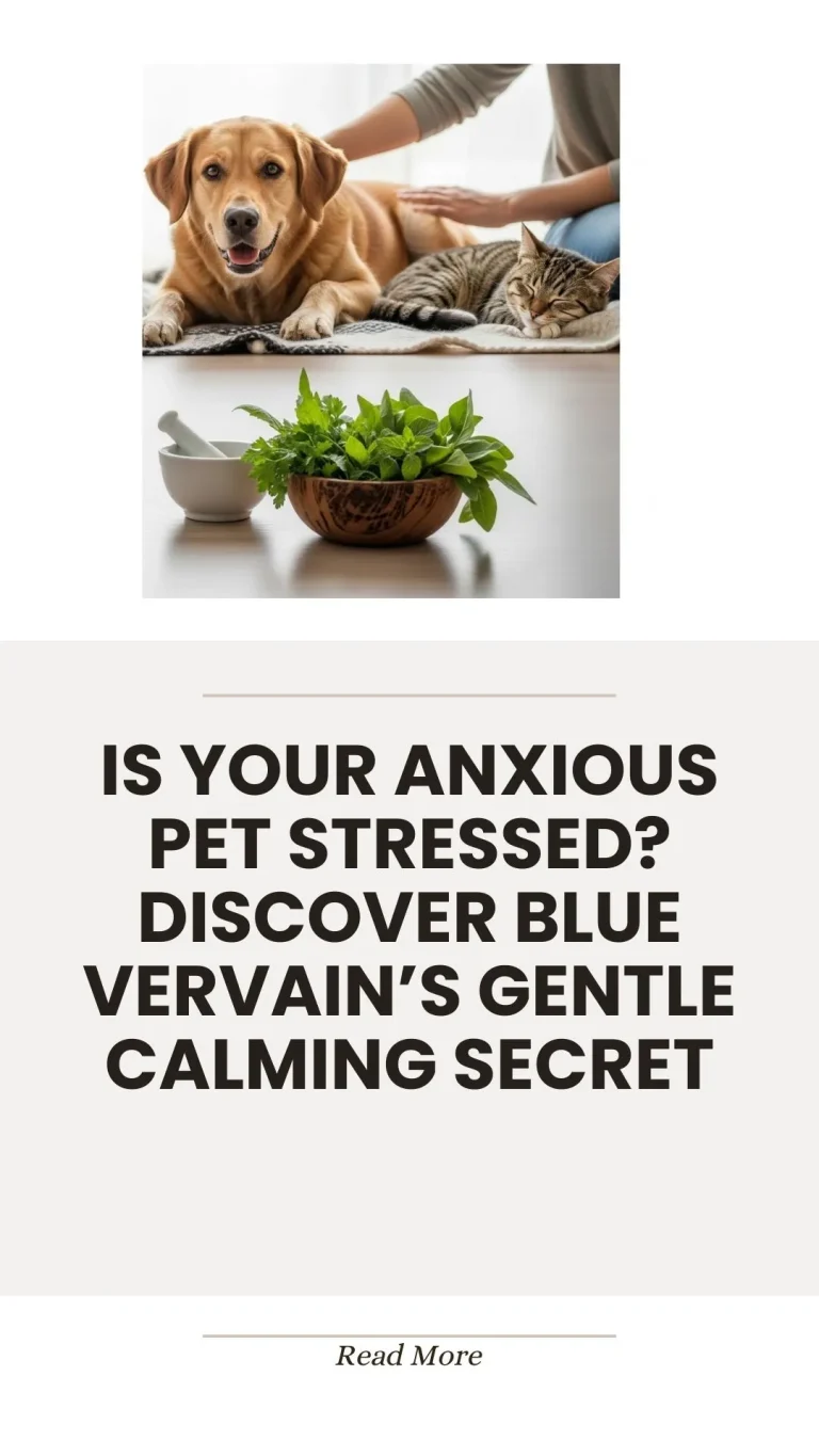 Blue vervain herb for calming stressed pets