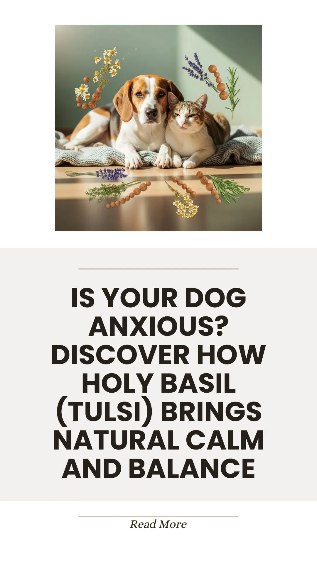 Holy basil (Tulsi) herb for calming anxious dogs
