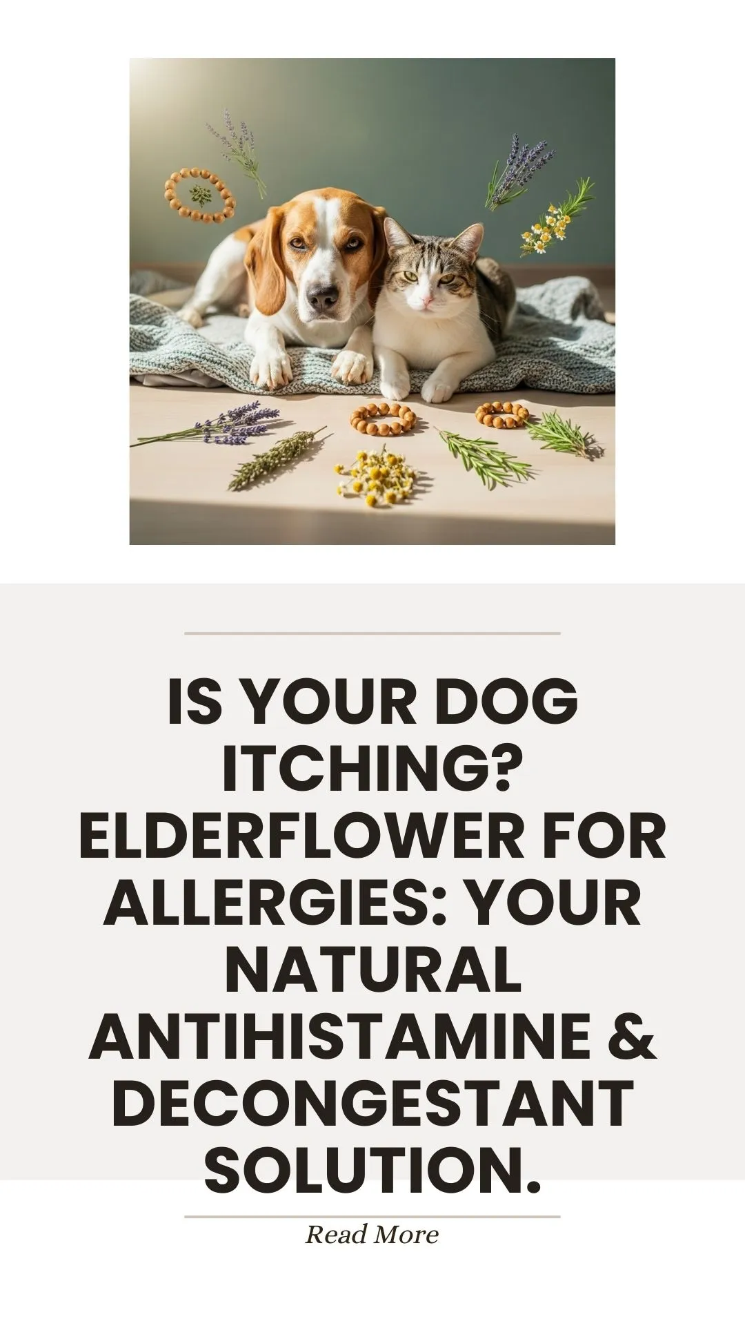 Elderflower as a natural antihistamine for itchy dogs