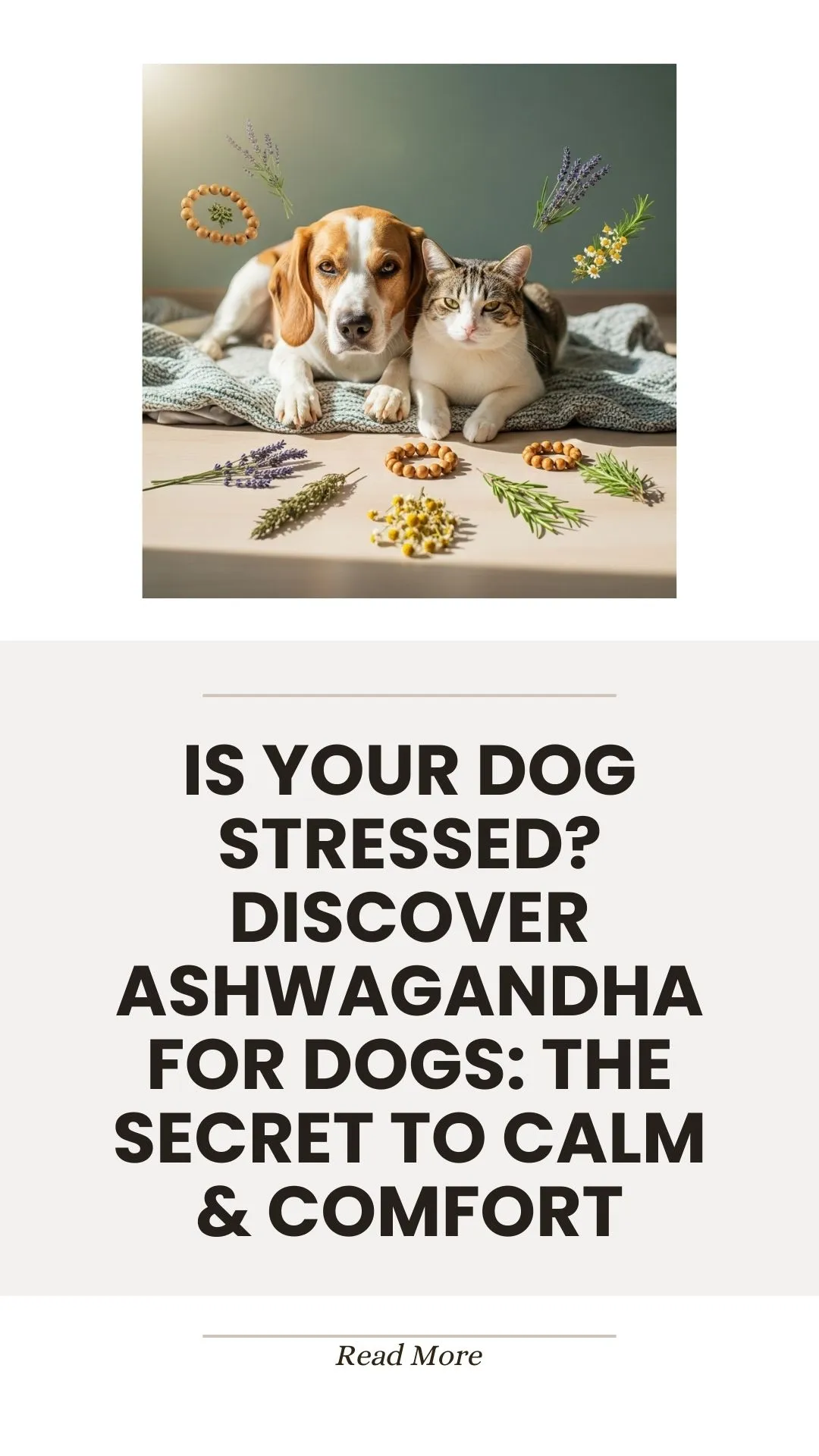Ashwagandha herb for calming stressed dogs