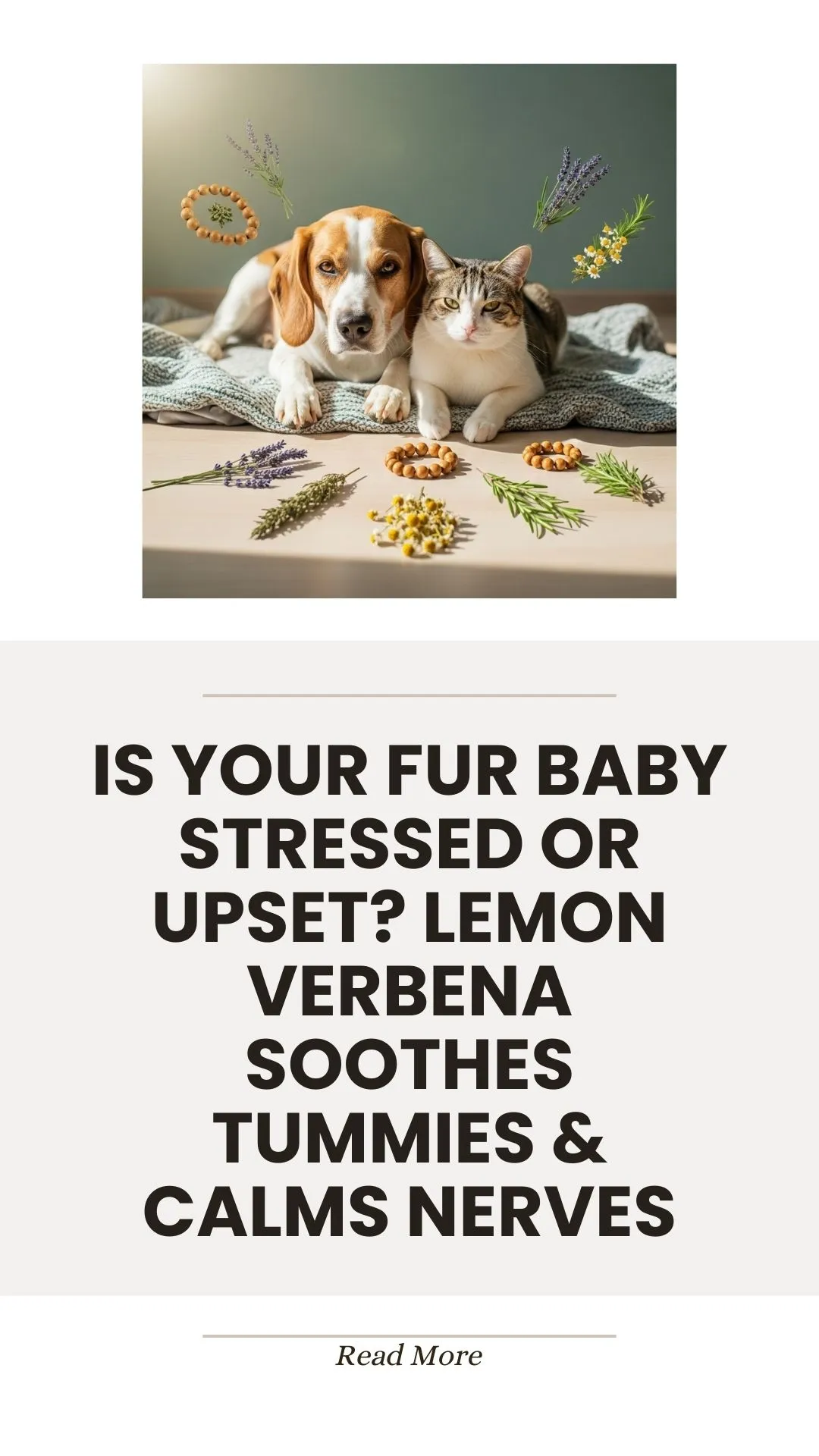 Lemon verbena herb for soothing pet tummies and nerves