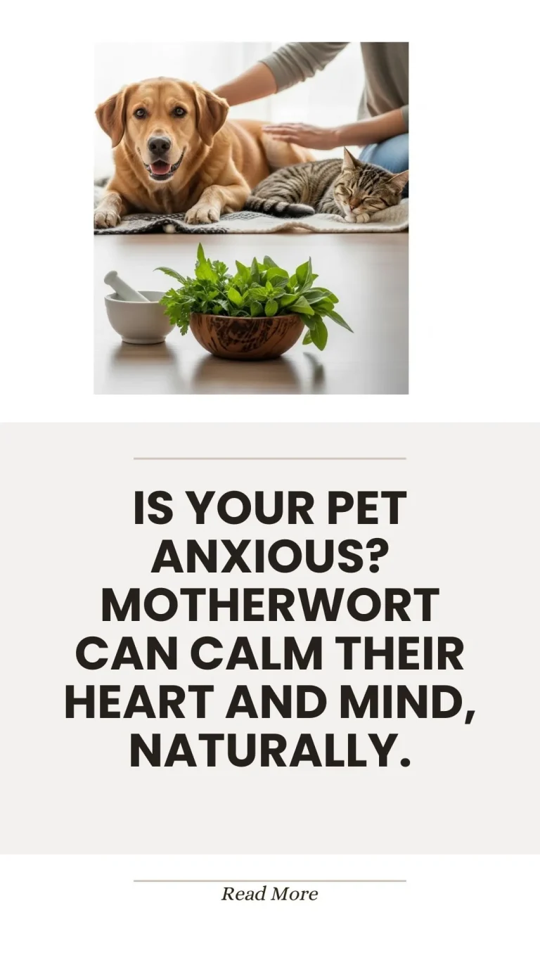 Motherwort herb for naturally calming anxious pets