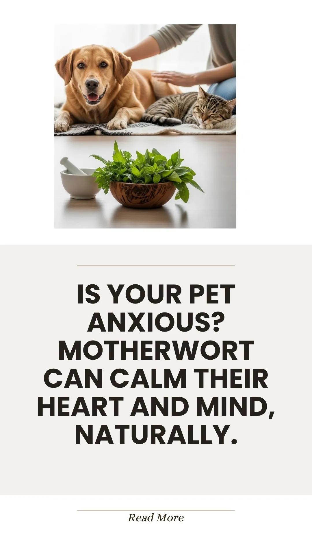 Motherwort herb for naturally calming anxious pets