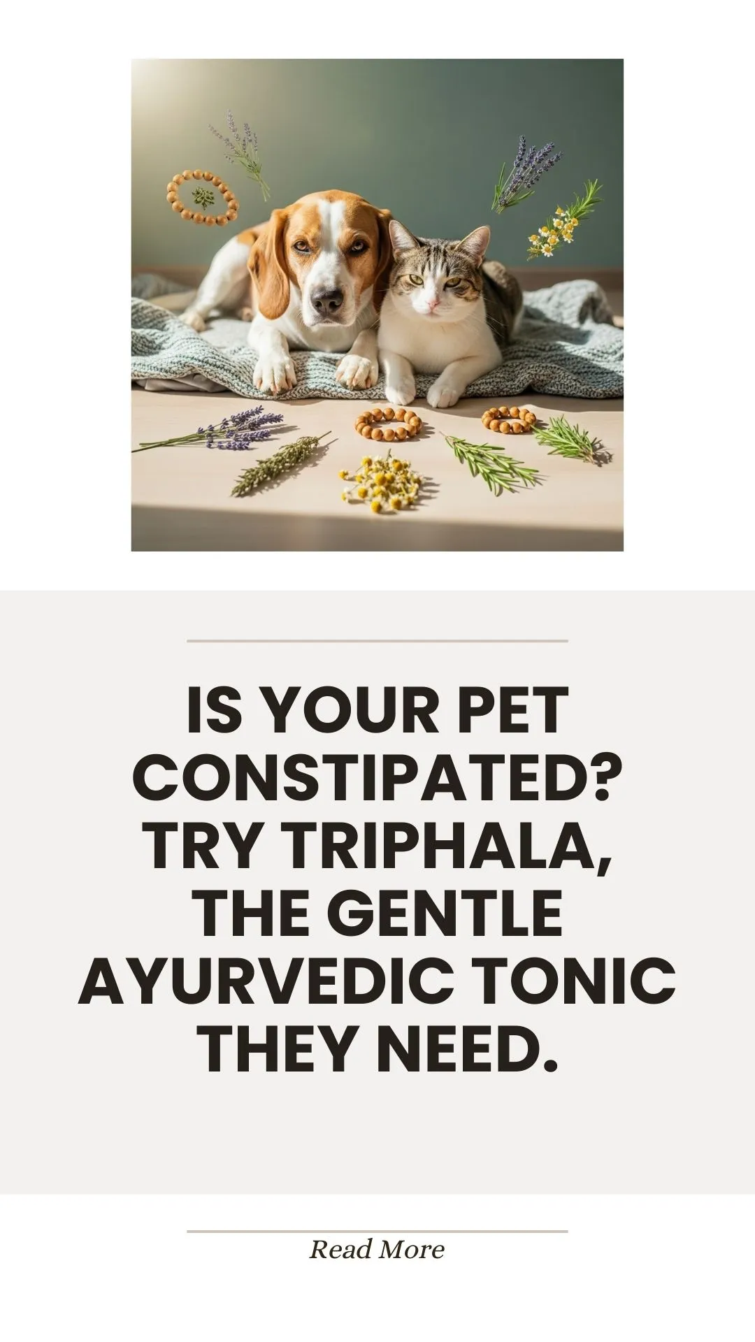 Triphala, a gentle Ayurvedic tonic, for pet constipation