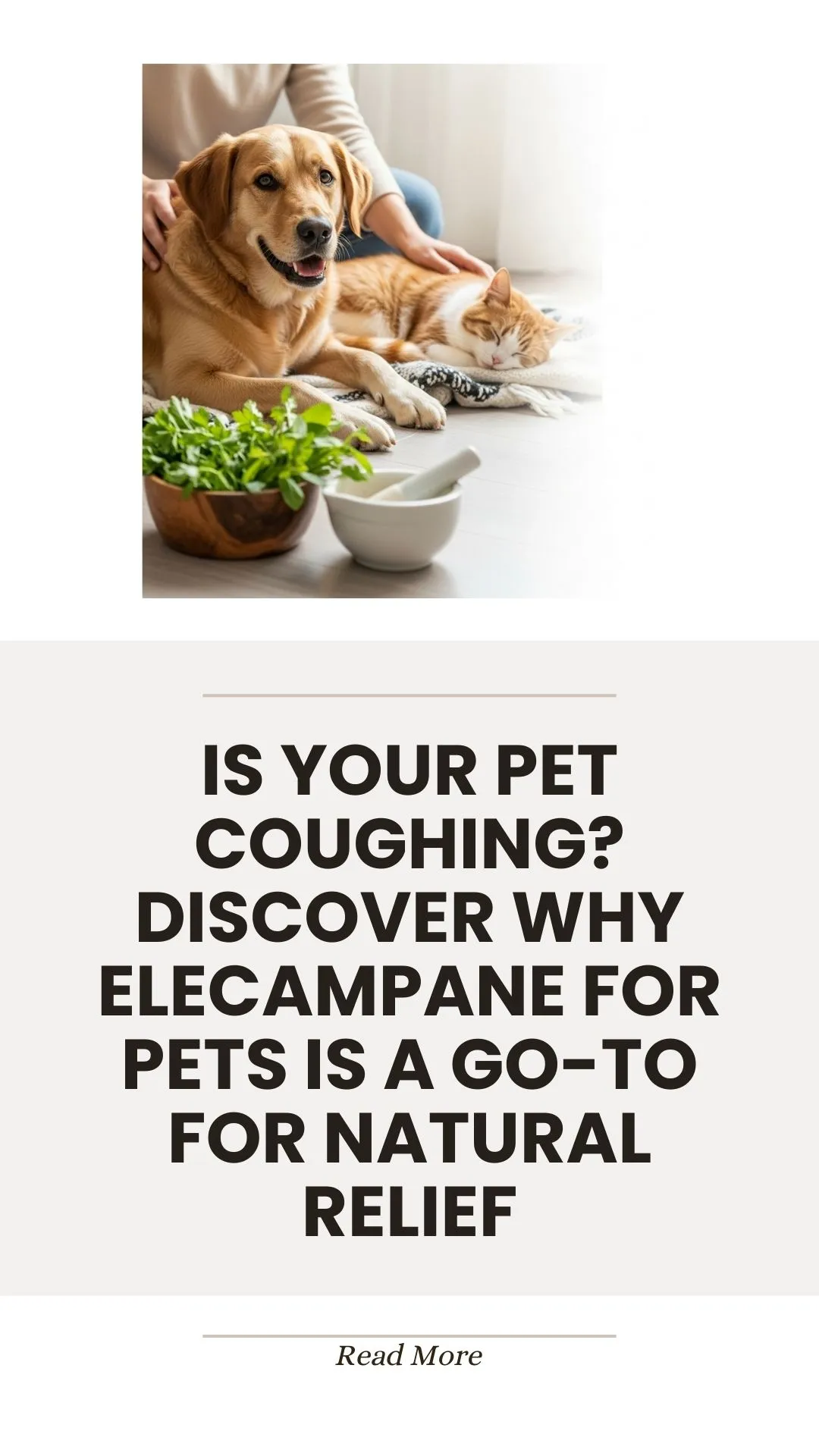 Elecampane herb for natural pet cough relief