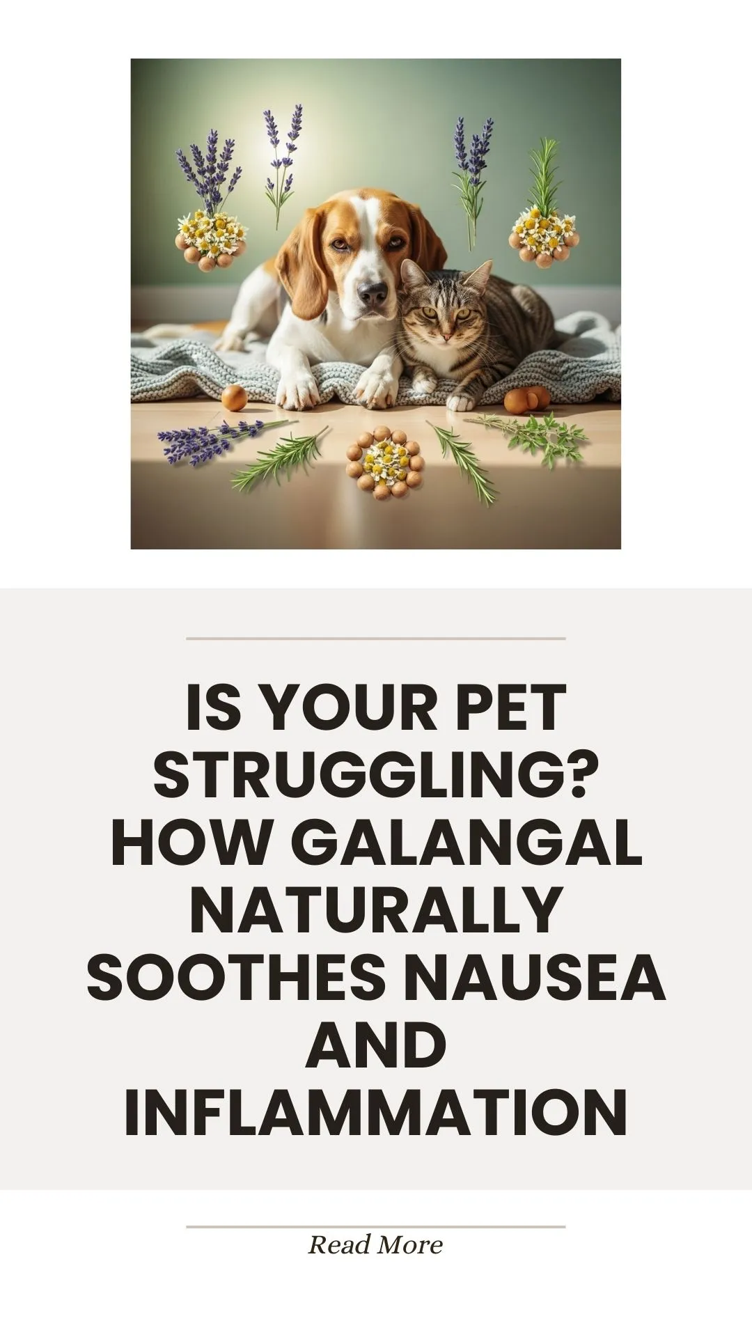 Galangal herb for soothing pet nausea and inflammation