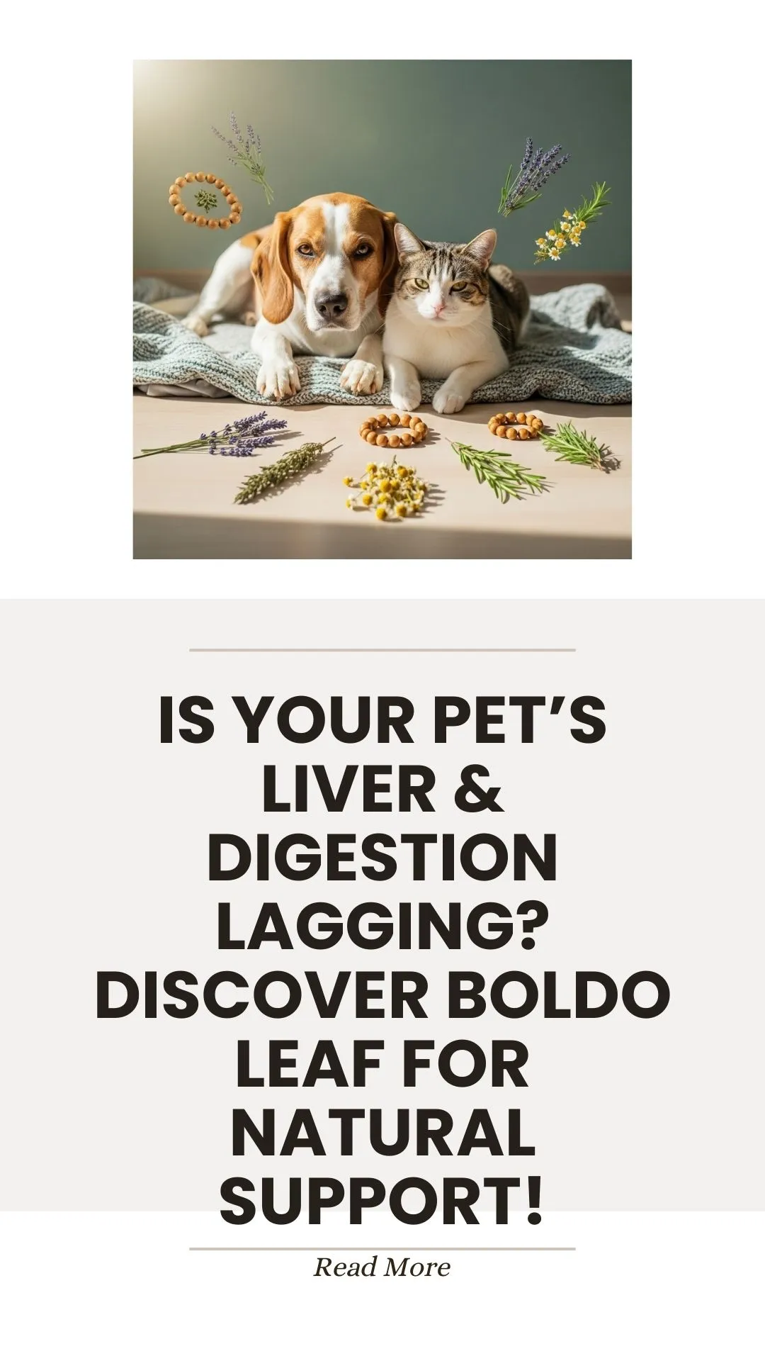 Boldo leaf herb for natural pet liver and digestion support