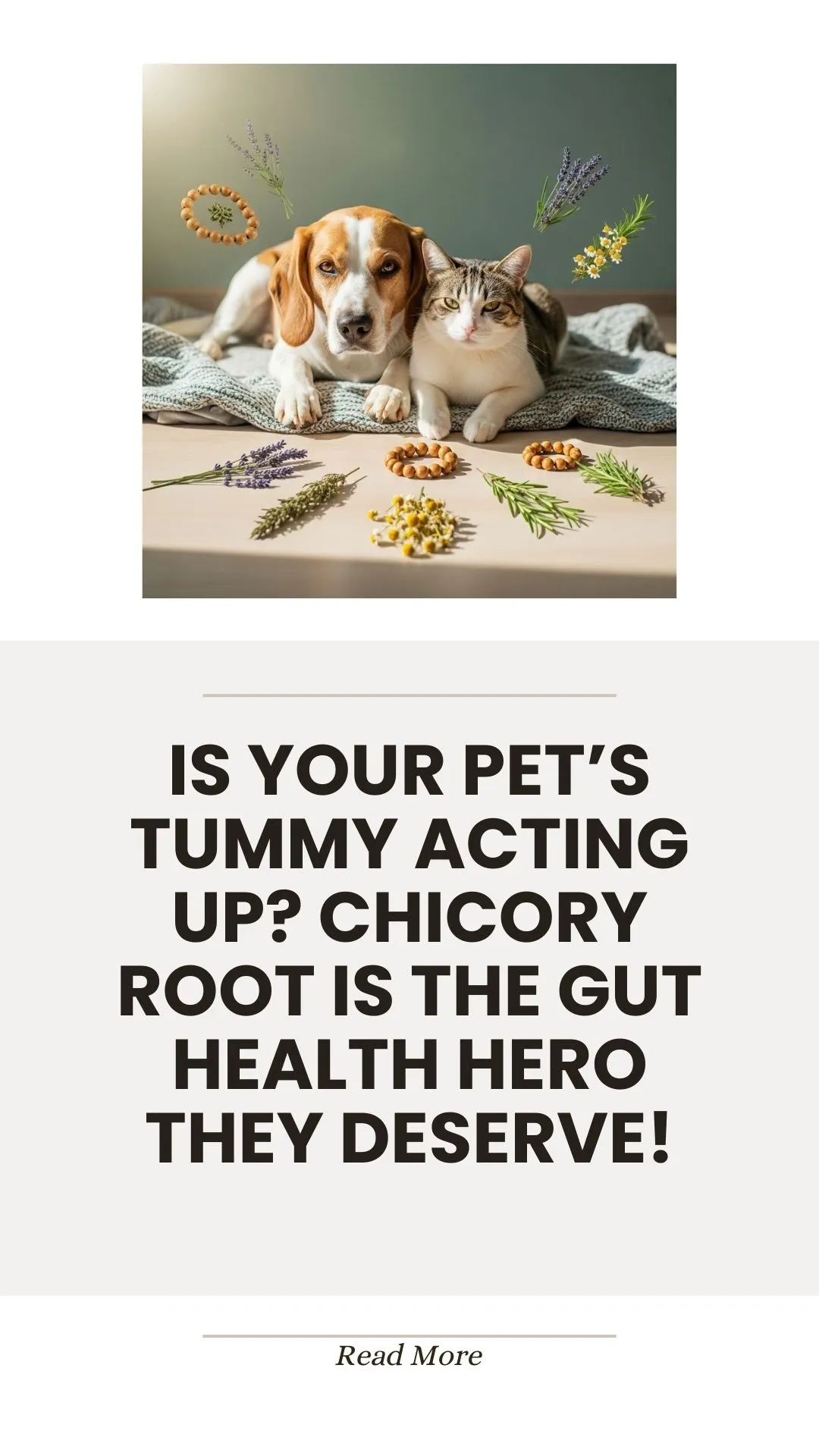 Chicory root herb for pet gut health support
