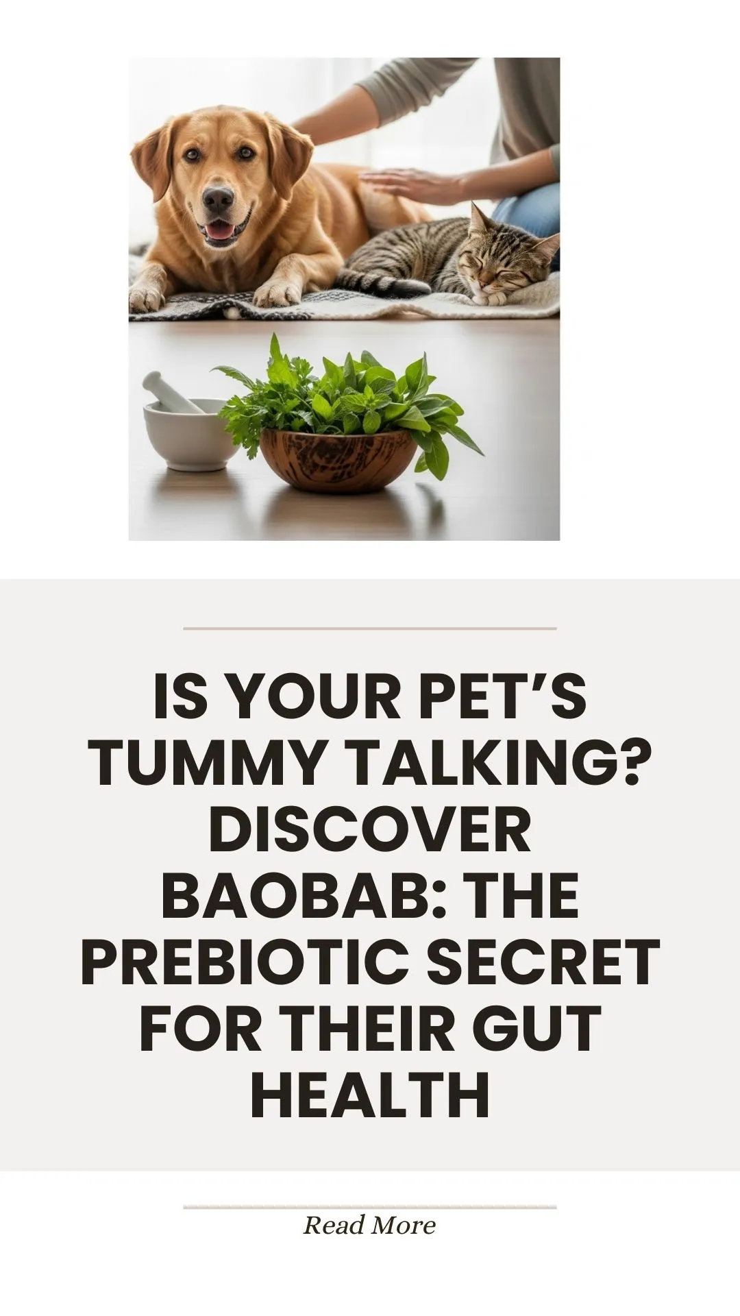 Baobab prebiotic fruit for pet gut health