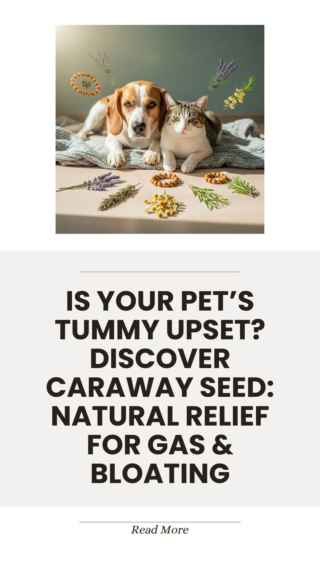 Caraway seed for natural pet gas and bloating relief