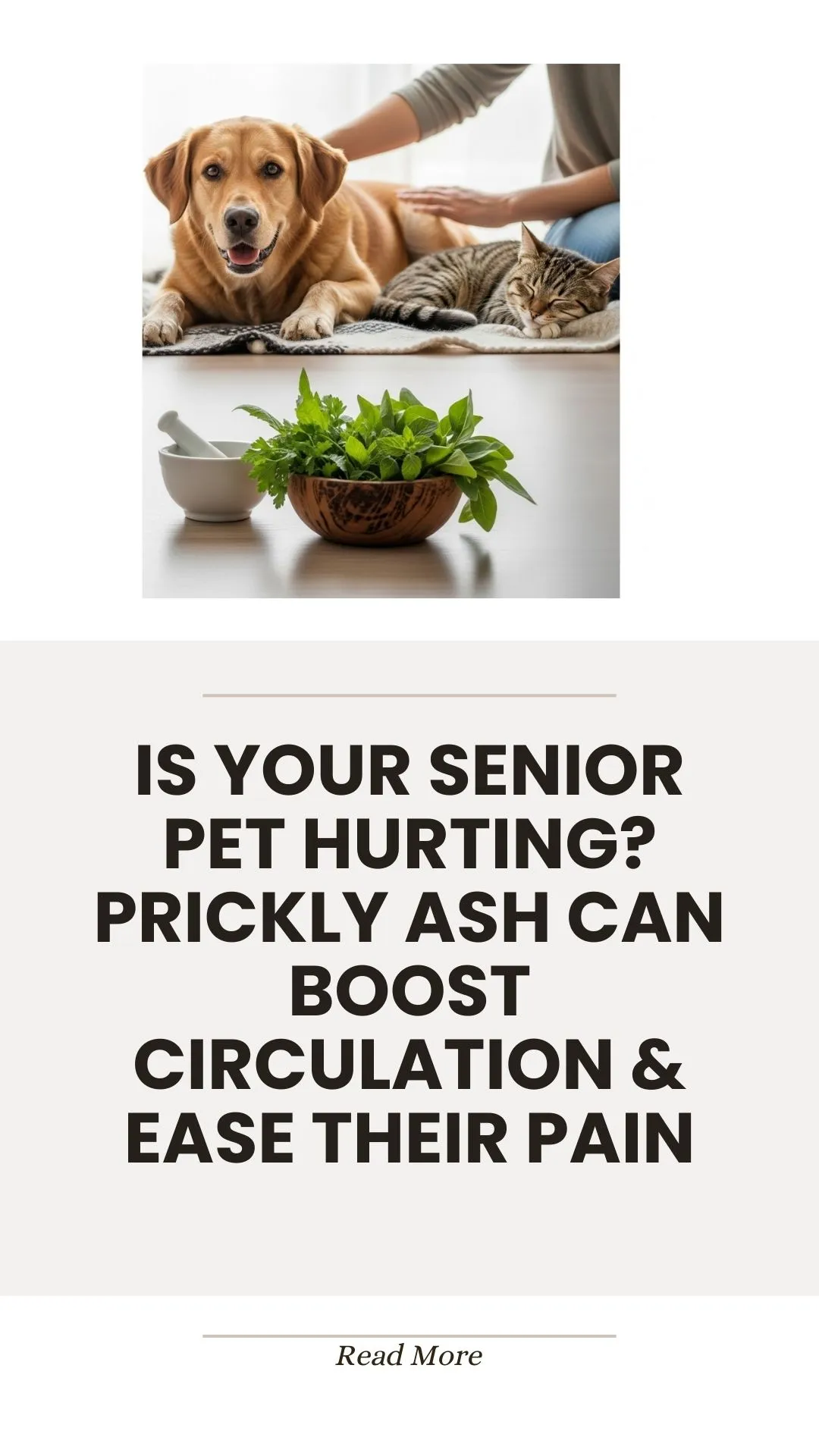 Prickly ash herb for senior pet circulation and pain relief