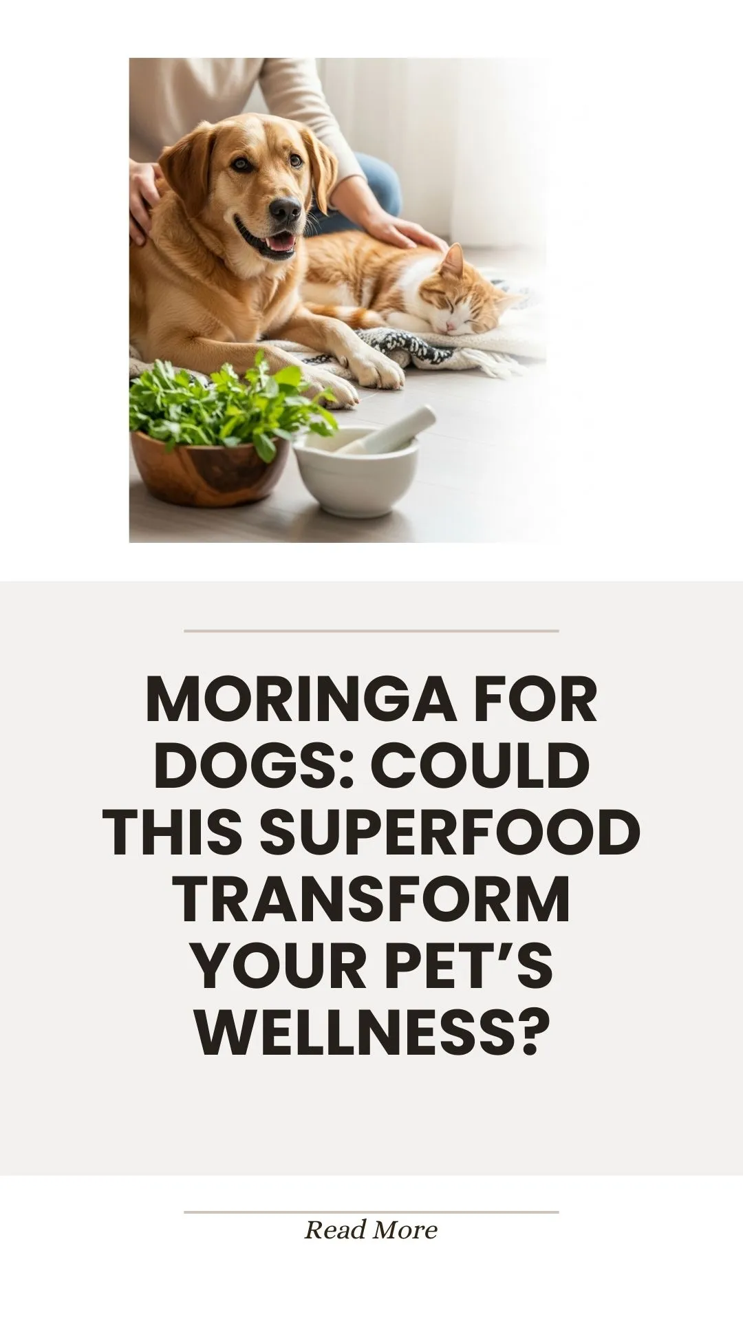 Moringa superfood for dog wellness