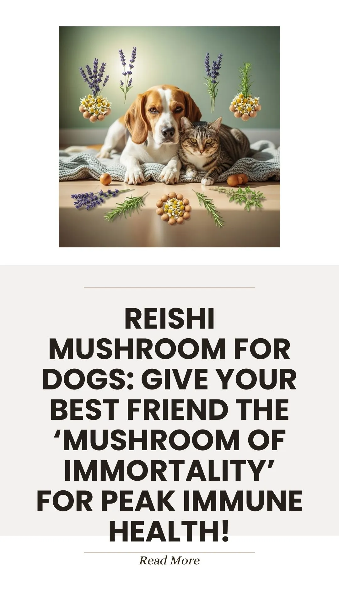 Reishi mushroom, the mushroom of immortality, for dog immune health