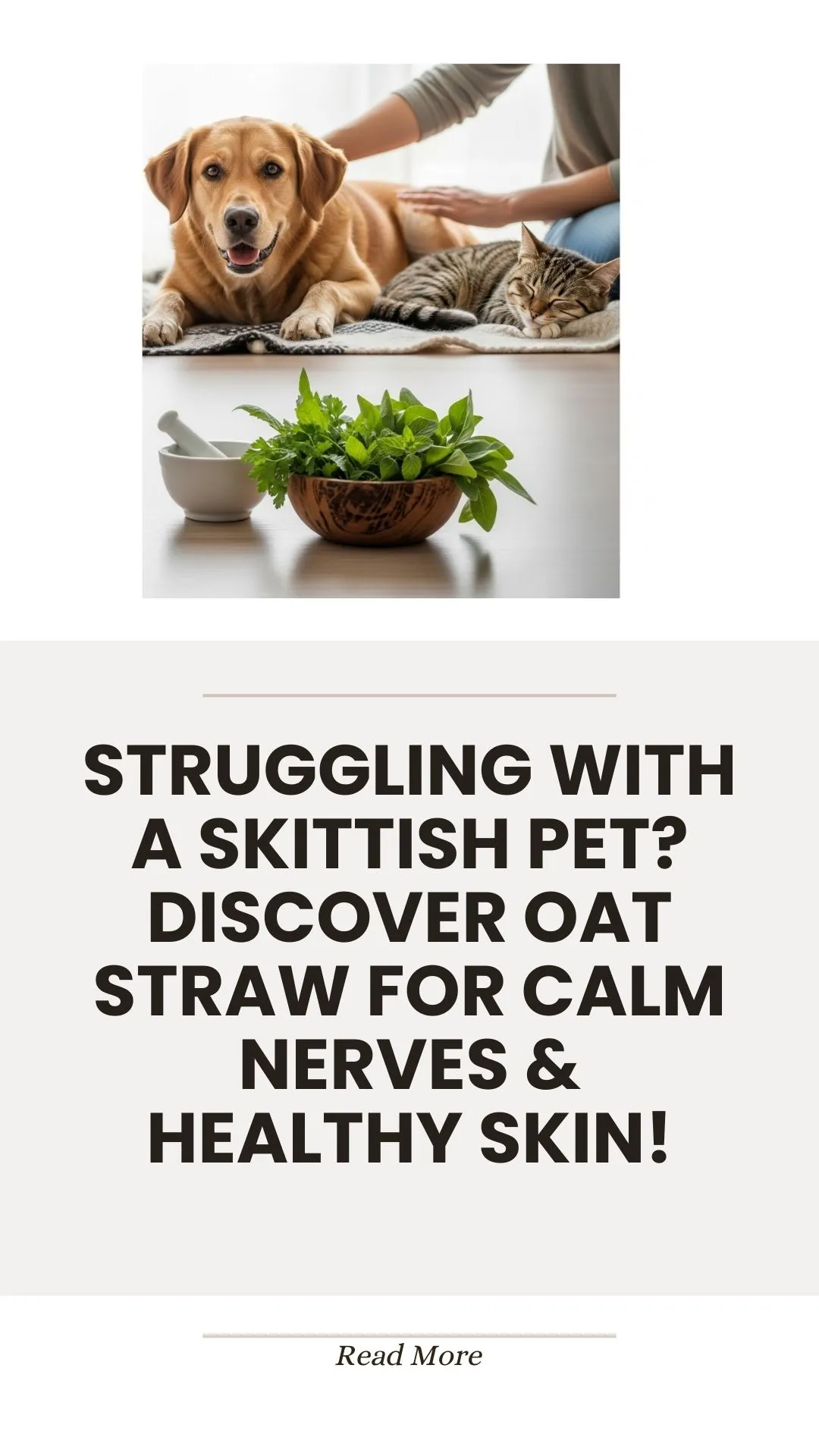Oat straw herb for calming nerves and healthy skin in pets