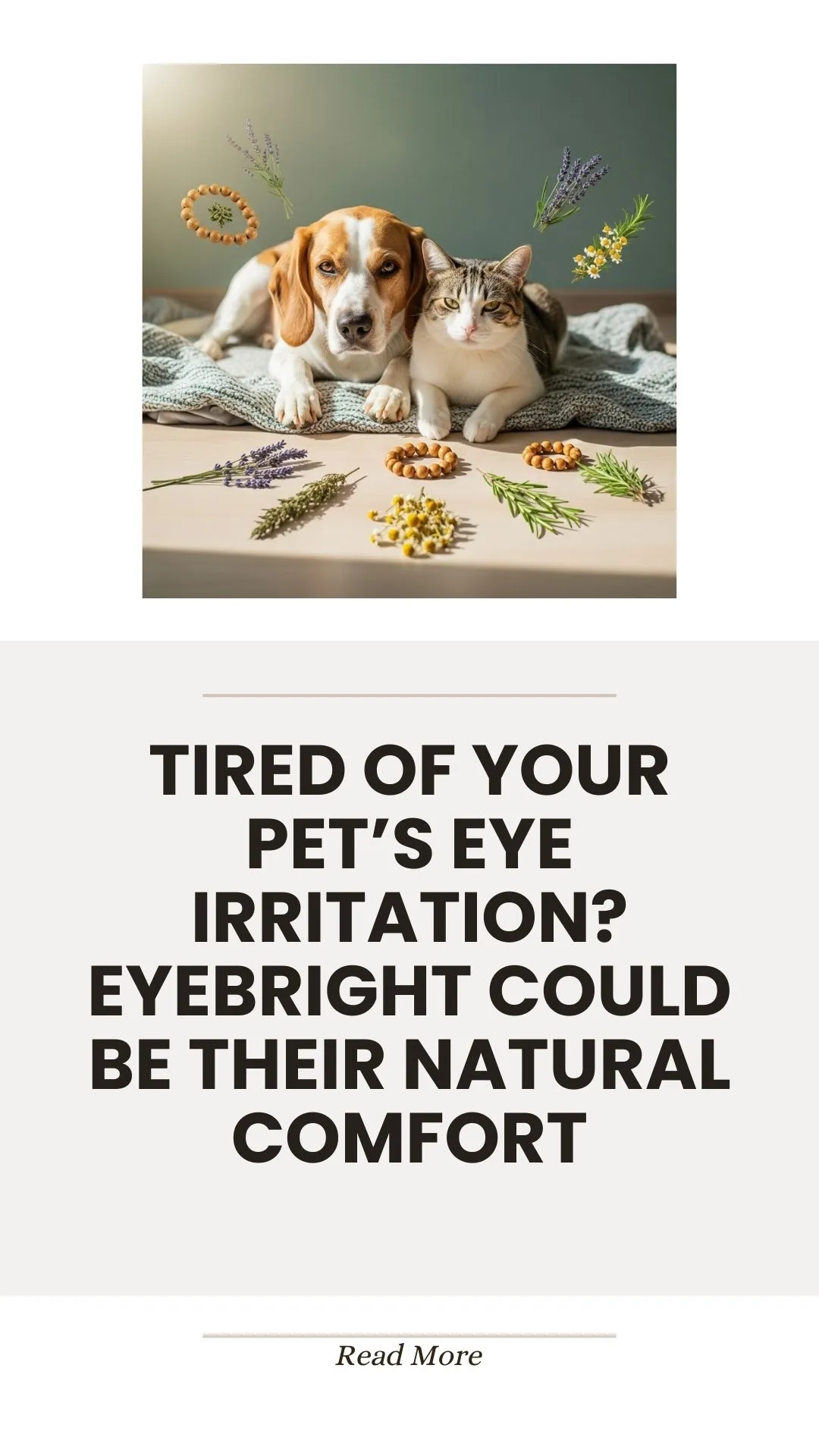 Eyebright herb for soothing pet eye irritation