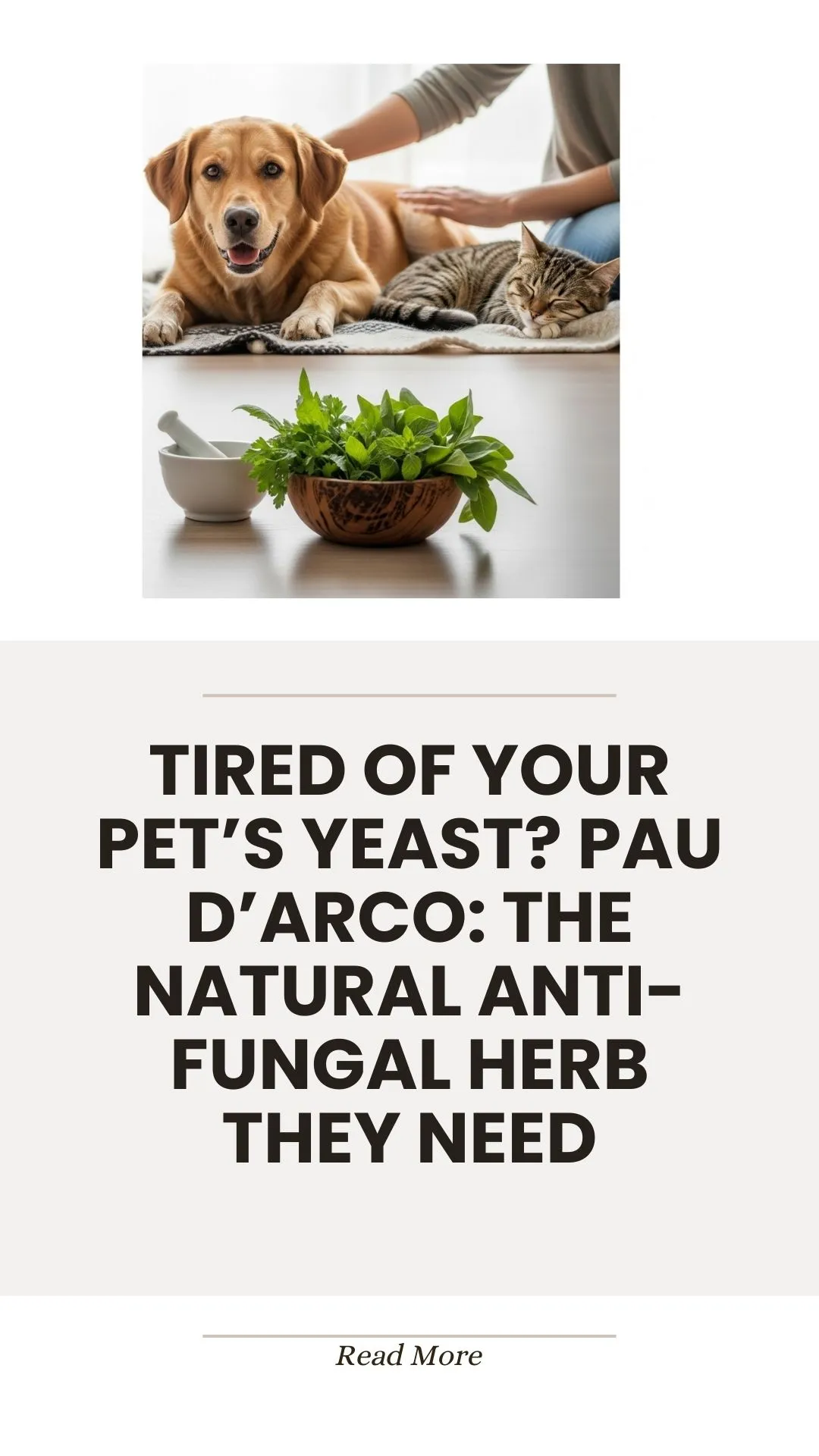 Pau d'Arco, a natural anti-fungal herb, for pet yeast issues
