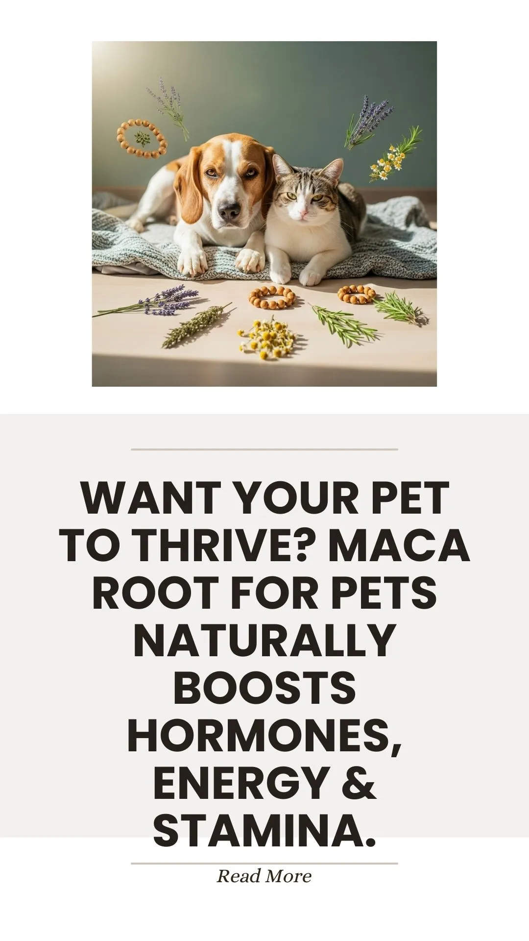 Ginger root for settling a dog's upset stomach and nausea