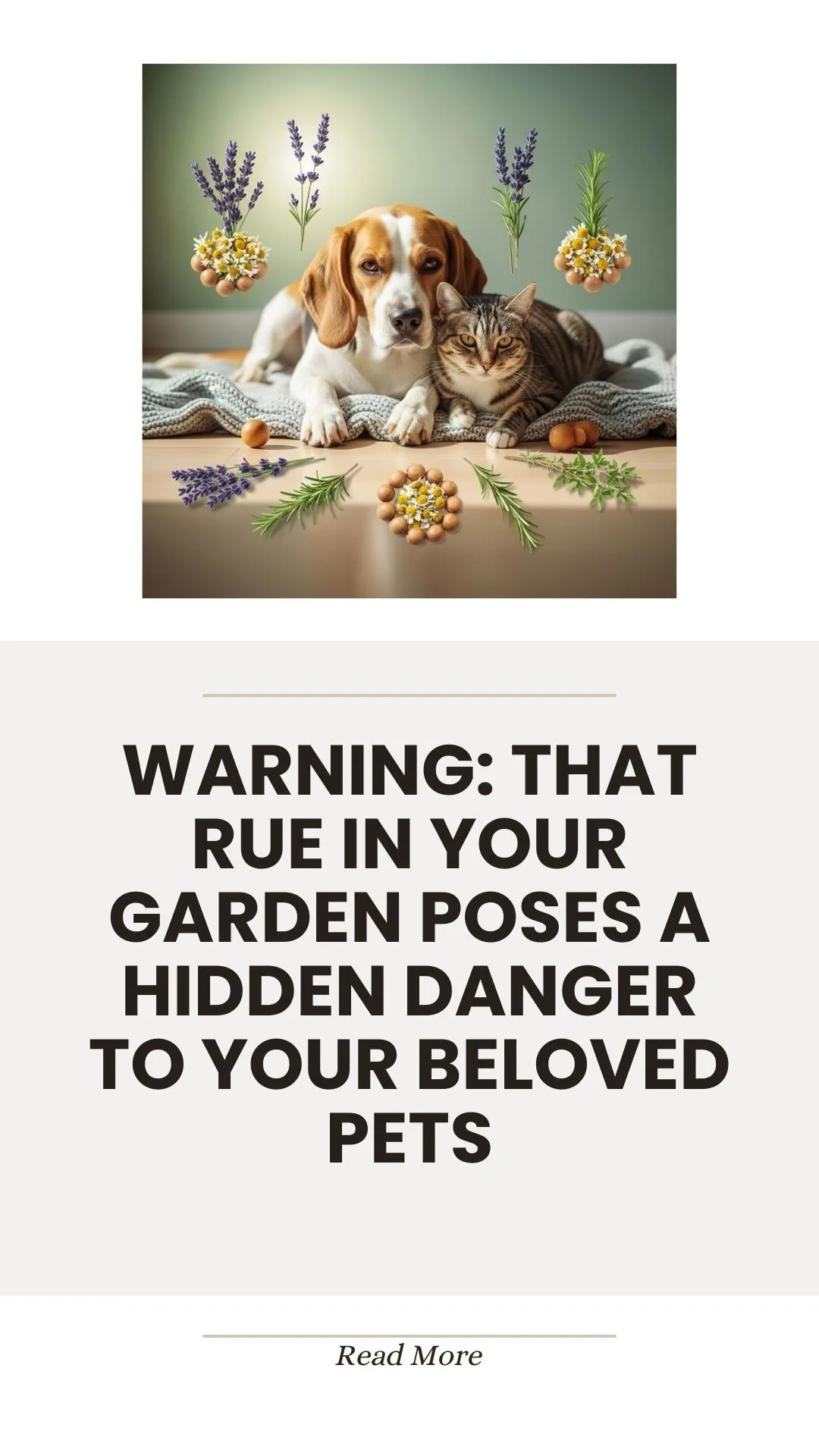 Echinacea herb for boosting a dog's immune system