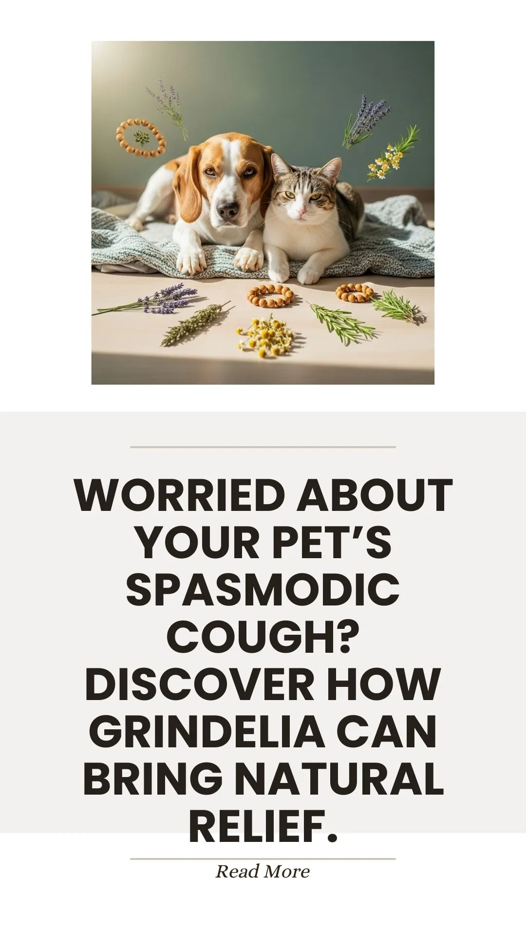Grindelia herb for natural relief of pet spasmodic cough