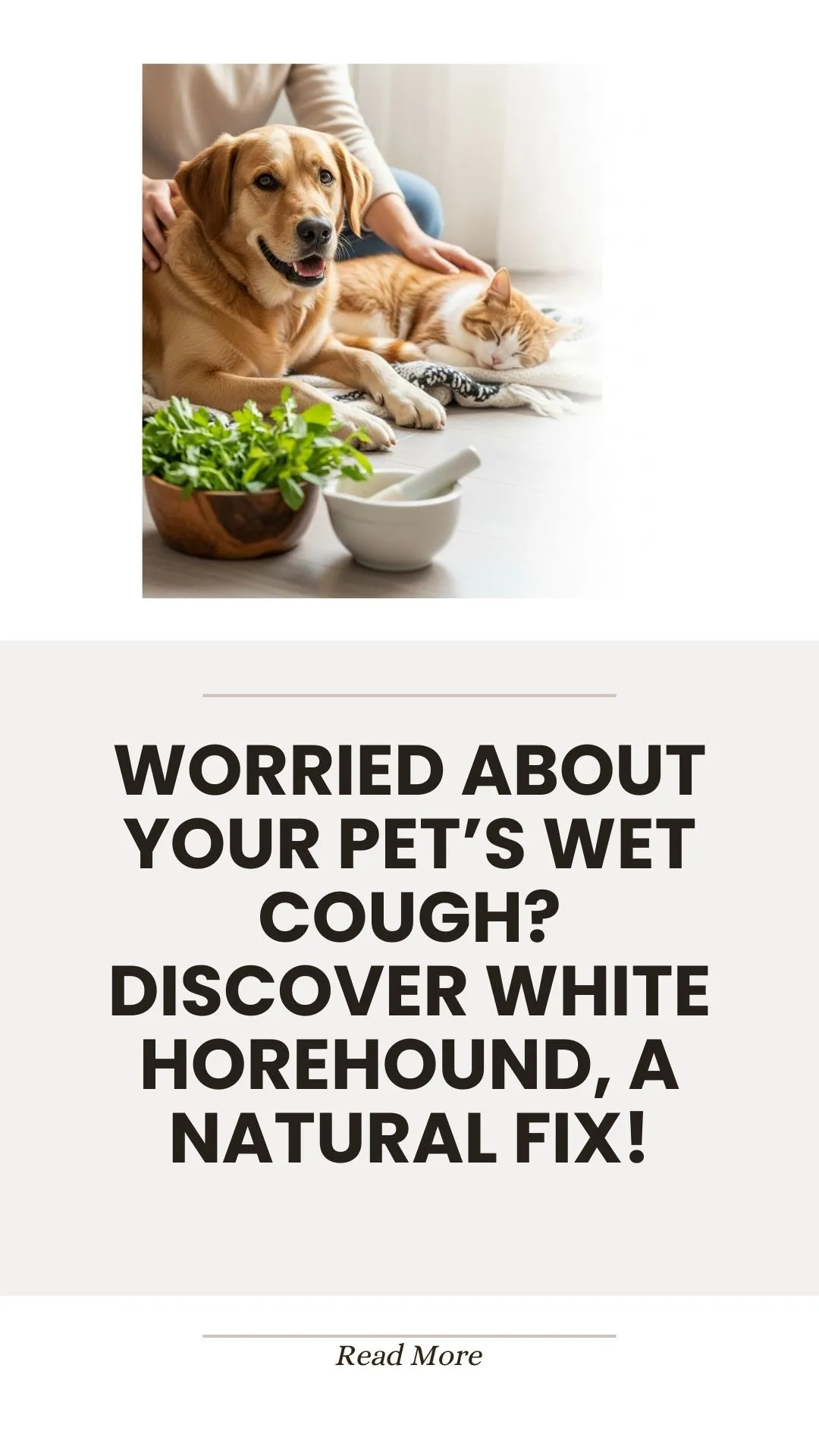 White horehound herb for natural pet wet cough relief