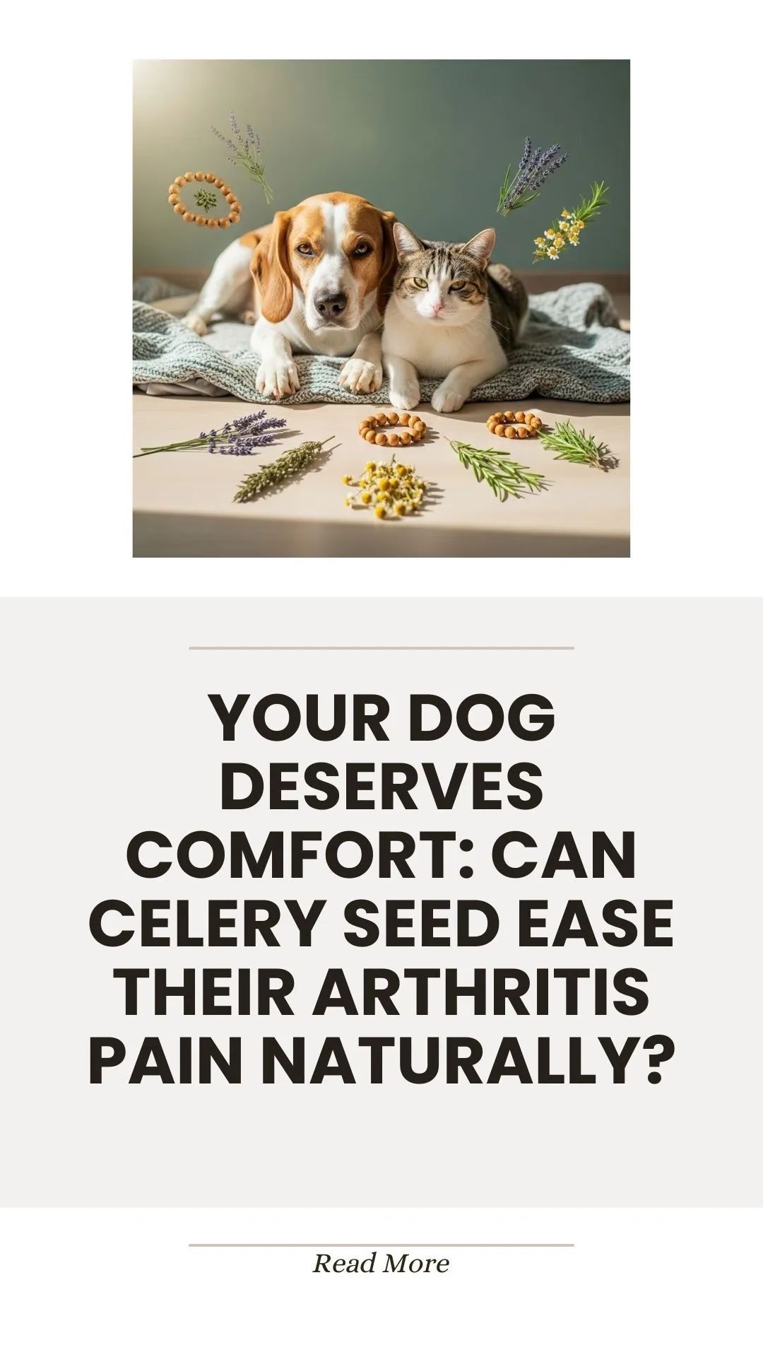Celery seed for easing dog arthritis pain naturally
