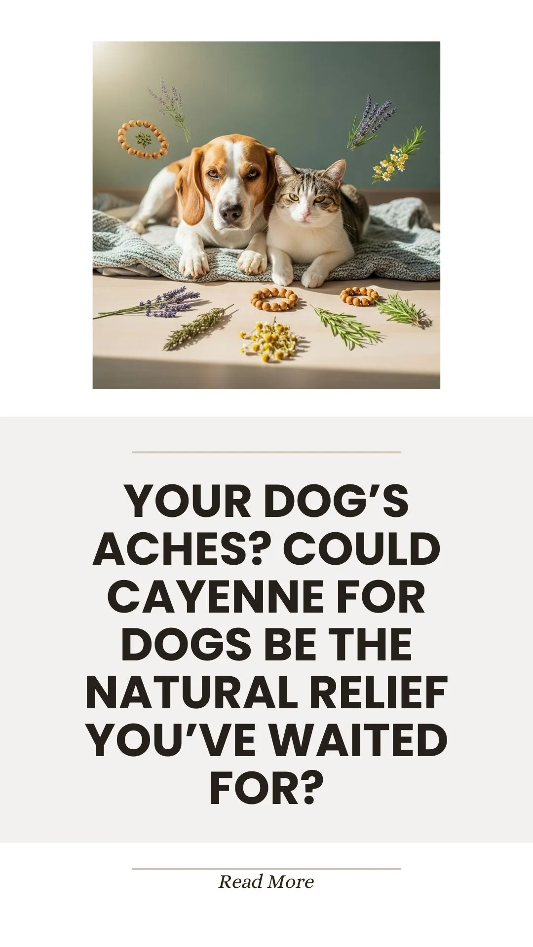 Cayenne pepper for natural relief of dog aches and pain